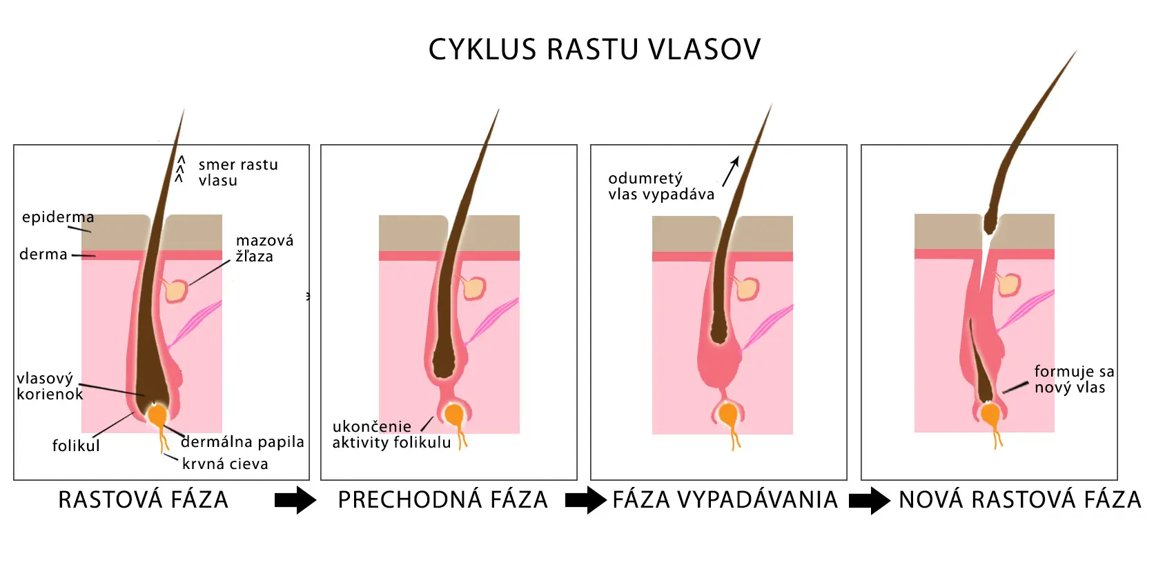cyklus rastu vlasov